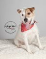 Available Pets NJ670.25127662 1 fpm Available Pets