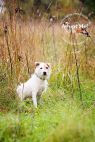 Available Pets NJ670.25127662 2 fpm Available Pets