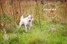 Available Pets NJ670.25127662 3 fpm Available Pets