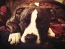 Available Pets NJ670.26034721 1 fpm Available Pets