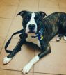 Available Pets NJ670.26034721 2 fpm Available Pets