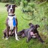 Available Pets NJ670.26034721 3 fpm Available Pets