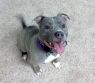 Available Pets NJ670.27709805 1 fpm Available Pets