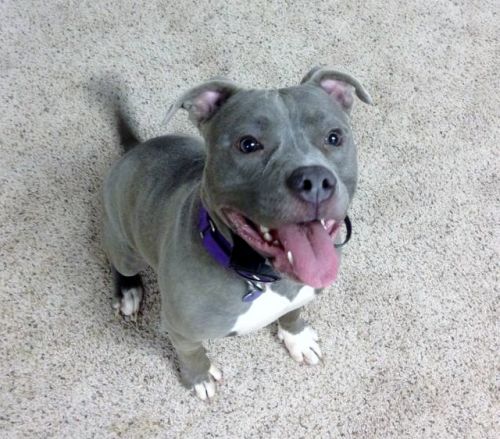 Available Pets NJ670.27709805 1 x Available Pets