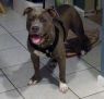 Available Pets NJ670.27709805 2 fpm Available Pets