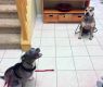 Available Pets NJ670.27709805 3 fpm Available Pets