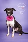 Available Pets NJ670.27720529 1 fpm Available Pets