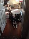 Available Pets NJ670.27720529 2 fpm Available Pets