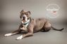Available Pets NJ670.27724777 1 fpm Available Pets