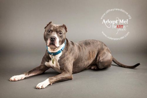 Available Pets NJ670.27724777 1 x Available Pets