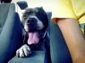 Available Pets NJ670.27724777 2 fpm Available Pets