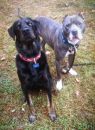 Available Pets NJ670.27724777 3 fpm Available Pets