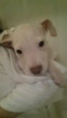 Available Pets NJ670.27876776 1 fpm Available Pets