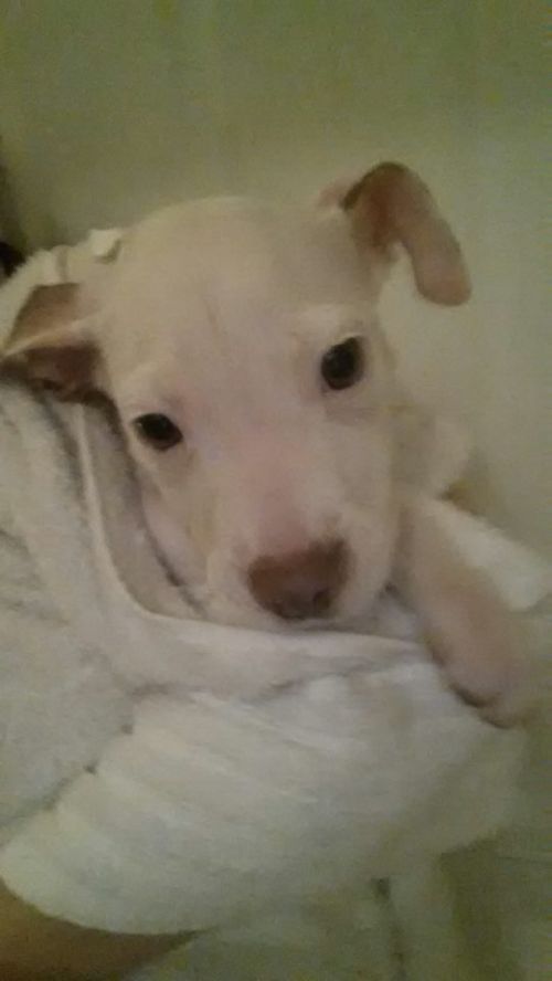 Available Pets NJ670.27876776 1 x Available Pets