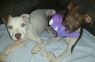 Available Pets NJ670.27876776 2 fpm Available Pets
