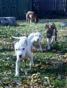 Available Pets NJ670.27876776 3 fpm Available Pets
