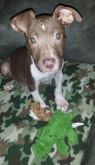 Available Pets NJ670.27876784 1 fpm Available Pets