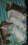 Available Pets NJ670.27876784 3 fpm Available Pets