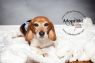 Available Pets NJ670.27876812 1 fpm Available Pets