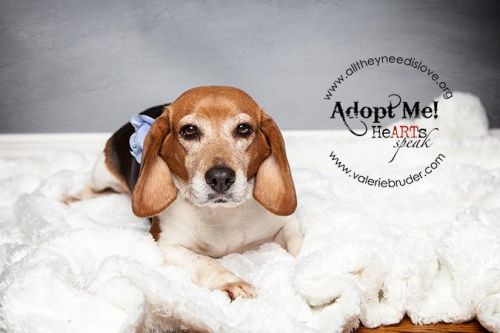 Available Pets NJ670.27876812 1 x Available Pets