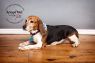 Available Pets NJ670.27876812 2 fpm Available Pets