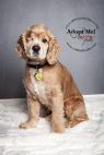Available Pets NJ670.27876854 1 fpm Available Pets