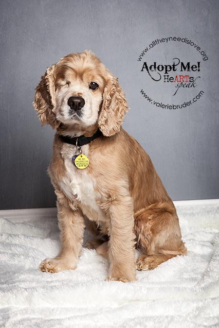 Available Pets NJ670.27876854 1 x Available Pets