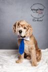 Available Pets NJ670.27876854 3 fpm Available Pets
