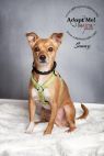 Available Pets NJ670.28004106 1 fpm Available Pets