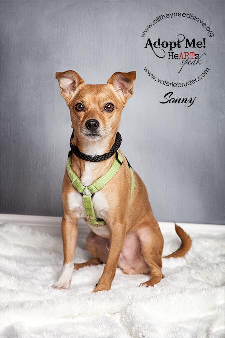 Available Pets NJ670.28004106 1 x Available Pets