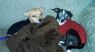Available Pets NJ670.28004106 3 fpm Available Pets