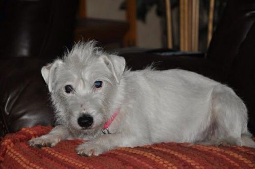 Available Pets NJ670.28022782 1 x Available Pets