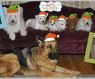 Available Pets NJ670.28022782 2 fpm Available Pets