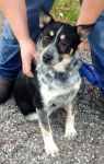 Available Pets NJ670.28039869 1 fpm Available Pets