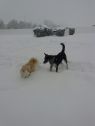 Available Pets NJ670.28039869 3 fpm Available Pets