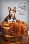 Available Pets NJ670.28267559 1 fpm Available Pets