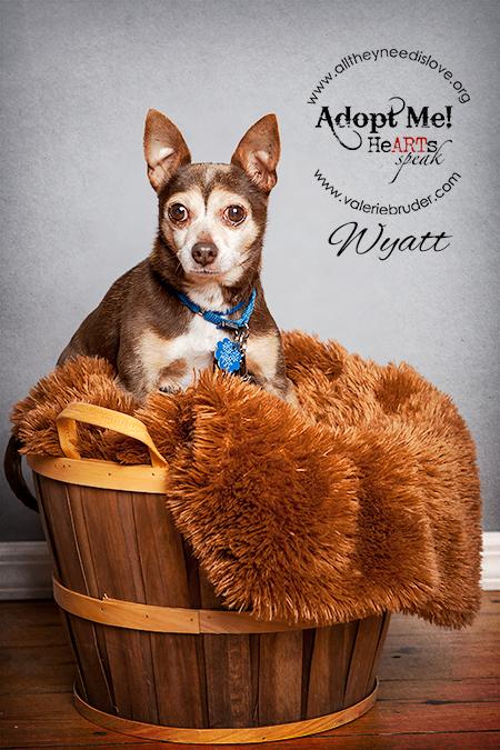 Available Pets NJ670.28267559 1 x Available Pets