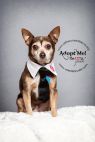 Available Pets NJ670.28267559 2 fpm Available Pets