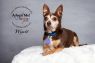 Available Pets NJ670.28267559 3 fpm Available Pets