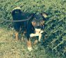 Available Pets NJ670.28337794 1 fpm Available Pets