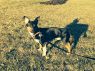 Available Pets NJ670.28337794 3 fpm Available Pets