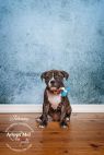 Available Pets NJ670.28392615 1 fpm Available Pets