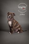 Available Pets NJ670.28392615 2 fpm Available Pets