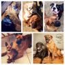 Available Pets Available Pets