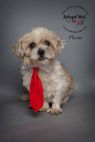 Available Pets Available Pets