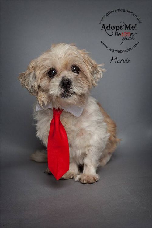 Available Pets Available Pets