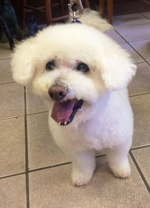Available Pets Available Pets