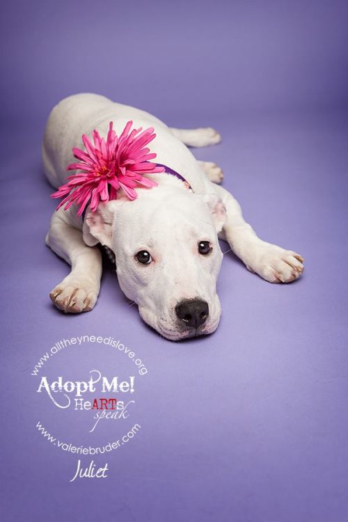 Available Pets Available Pets