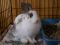 . Curley and Speckles .
