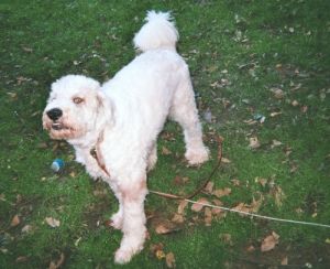 Linnie: Labrador Retriever, Dog; White Plains, NY